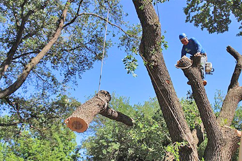 Tree Removal in Bellmawr NJ 08031 | M.C. Professional Tree Service